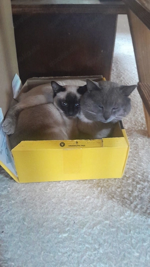 supersüße reinrassige Siamkitten Bild 6