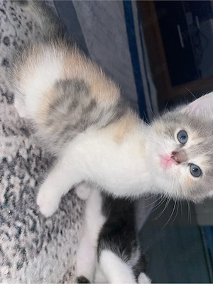BKH kittens