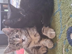 Babykätzchen  Babykatze