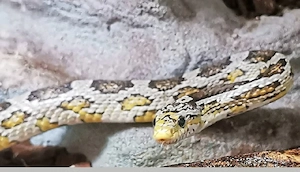 Kornnatter (Ghost) mit Terrarium