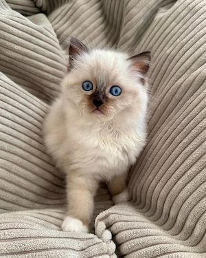    Süßes und liebevolles Ragdoll-Kätzchen sucht ein liebevolles Zuhause     