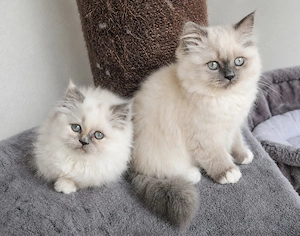 2 von 4 Perser Kinder suchen noch Kuschelpersonal 