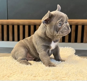 Wundervolle Blue Französische Bulldogge Welpen