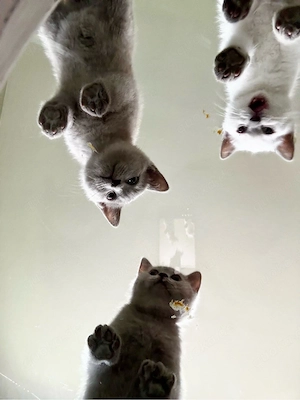 Abgabe bereit! Reinrassiger BKH Kitten Lilac-Point&Blue