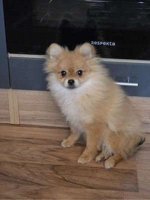 Pomchi Rüde