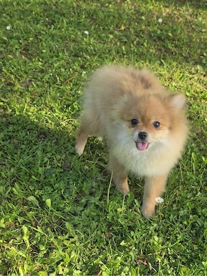 Pomeranian - Chihuahua Rüde "Cookie"
