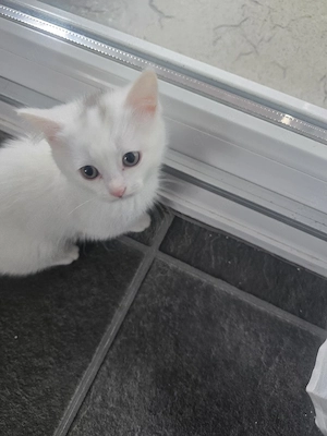 kitten (katze)günstig abzugeben 