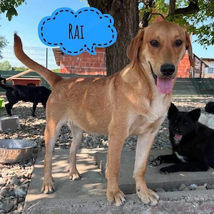 Rai, wunderhübscher Labrador Mix