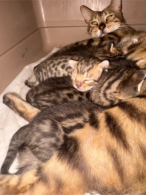 4 kleine süße kitten 