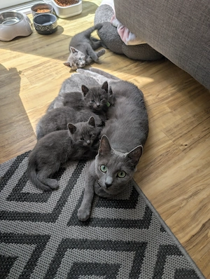 Wunderschönes Russisch Blau Kitten