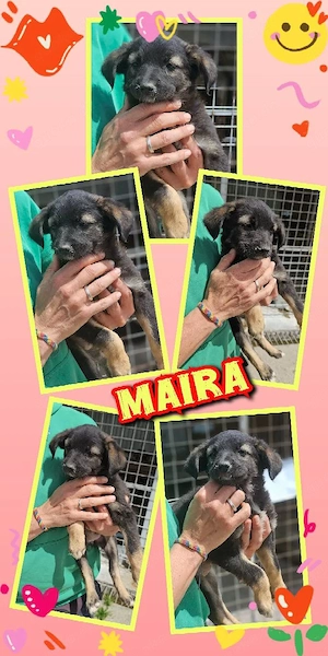 zuckersüßes Welpenmädchen "Maira" sucht ein liebevolles Zuhause 