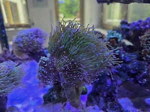 Euphyllia Glabrescens Koralle Meerwasser Grün mit Lila Tips 