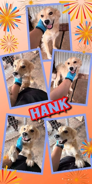Traumrüde "Hank" (fröhlich, menschenbezogen, sozial, lieb, offen uvm.) sucht ein Zuhause