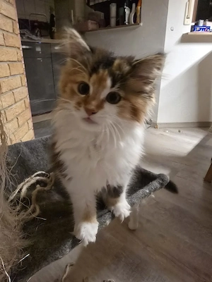 Maine coon kitten 