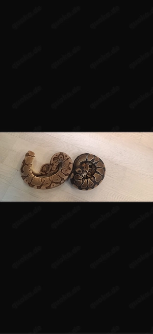 3 königspytons zur abgabe