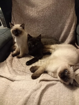wir 3 temperamentvolle kitten suchen ein neues Zuhause wer hat interesse an uns bitte anrufen. 