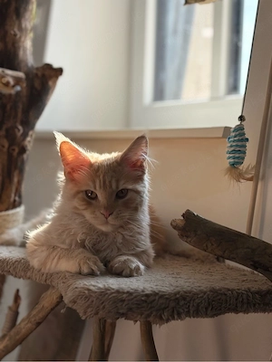 Maine Coon & EKH zusammen abzugeben !  