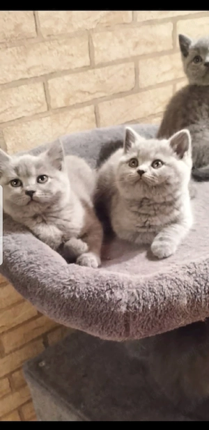 Reinrassigen BKH Kitten in Blue und Grau farbe