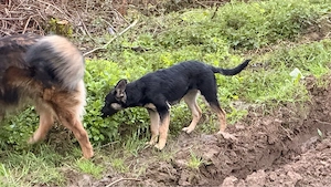 Deutscher Schäferhund-Mischling Hündin