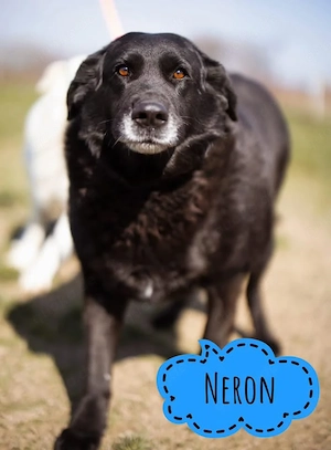 Neron, wunderlieber Labrador Mix braucht endlich ein Zuhause