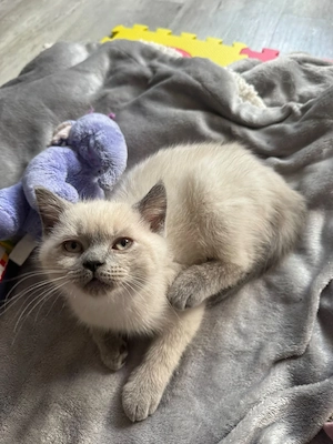 BKH Kitten Abgabe bereit 