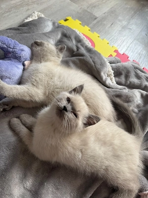 BKH Kater und Kätzchen abhol bereit 