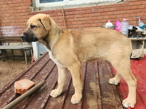 Ana, mutiger Welpe sucht neues Zuhause