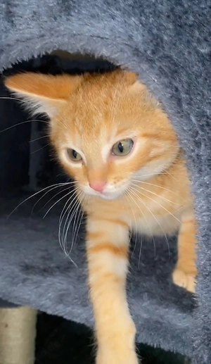    Liebevolles Zuhause für jungen Kater gesucht   