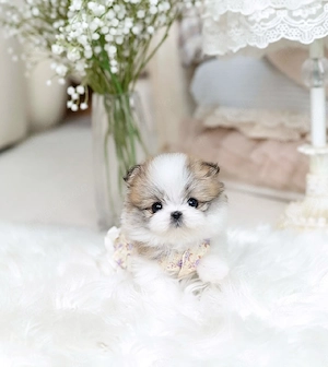 Ausgebildeter Maltipoo-Welpe zur Adoption 
