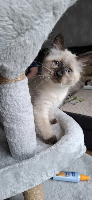 Reinrassige Siamkitten 