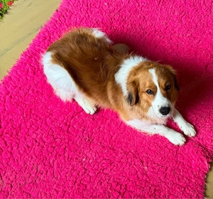 Nederlandse Kooikerhondje Rüde ein jahr alt 
