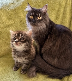 maine coon mix