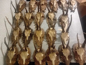 20 Rehbock-Trophäen   Rehgeweihe auf Holzschild   Jagdtrophäen Sammlung Konvolut