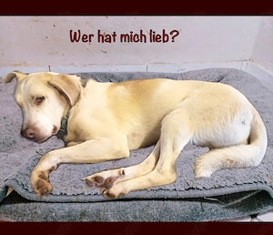 Otello sanfter Rüde mit Herz...