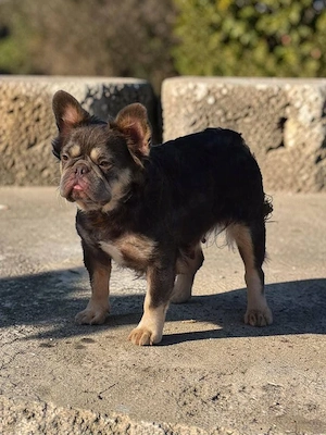  Dorisz, zzt. in Ungarn, eine ganz feine französische fluffy Bulldoggen-Dame