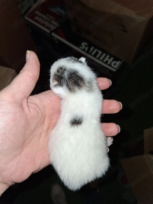 katzenbabys abzugeben