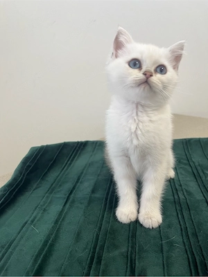 Wunderschöne Britisch-Kurzhaar-Kitten suchen ein liebevolles Zuhause   