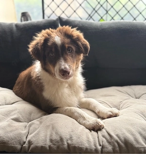 Australian Sheperd