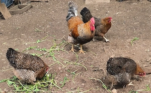Bielefelder Kennhuhn Küken 