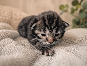 Maine Coon Kitten
