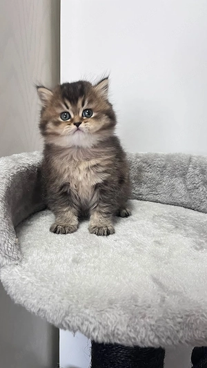 Katzen Mädchen BKH