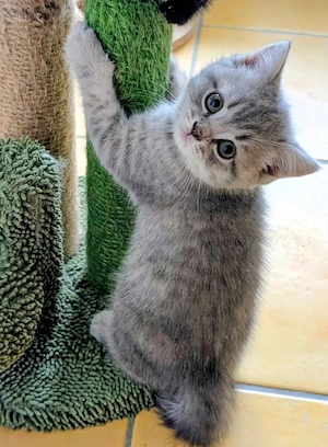 BKH Britisch Kurzhaar Kitten