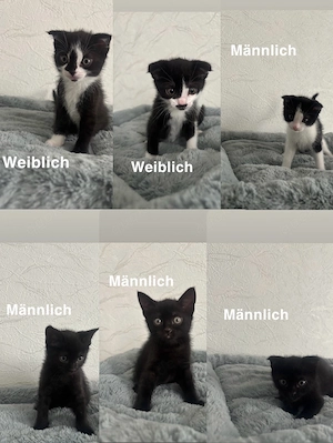 6 wundervolle BKH-Mix-Kitten suchen ein liebevolles Zuhause   