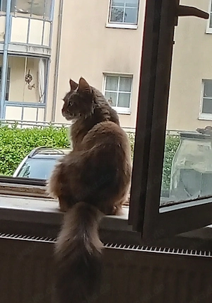 Katze rot getiegert 