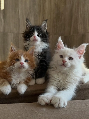 Typische Maine-Coon-Kätzchen