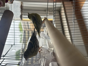 Paare Ziervögel   Finken abzugeben