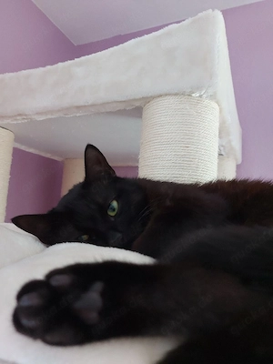 EKH Kater jung schwarz