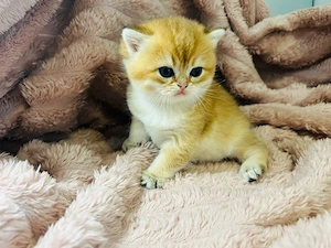 BKH und BLH golden Kitten mit Stammbaum München