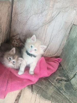 hübsche Norwegische Waldkatzen Kitten Katzenbabys Abzugeben 
