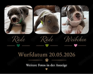 American Staffordshire Terrier   XL Bully Welpen Blue Line